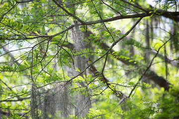 Yellow Breasted Chat