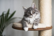 © furryfritz - blue tabby maine coon kitten relaxing on a scratching post next to a houseplant in front of white curtain looking at camera