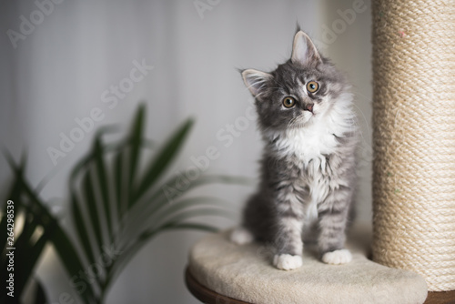 Cuadros en Lienzo blue tabby maine coon kitten standing on cat furniture tilting head beside a hou
