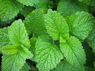 Mint leaves in the garden.