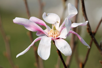 Wall Mural - Pink flower of Magnolia stellata or Star magnolia (cultivar Rosea) in early spring
