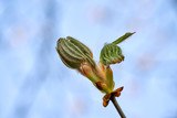 Fototapeta Tulipany - Wiosenny pączek liści kasztanowca