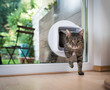 tabby european shorthair cat entering the room