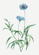 Blooming Blue Cornflowers