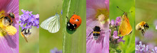 Collage Of A Insects Collection On Flowers