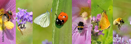 Fotomural collage of a insects collection on flowers