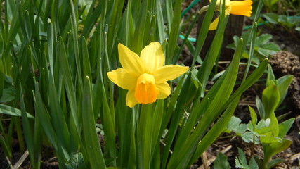 First spring  flowers in the garden. Narcissus flower.