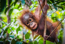 World's Cutest Baby Orangutan Hangs In A Tree In Borneo