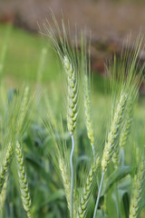 Green wheat in cultivated agricultural field.