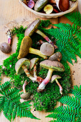 Canvas Print - Be careful while mushroom picking - idea. Edible and poisonous mushroom mixed together.