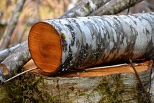 Cross Section Of Log Showing The Wood Grain And Bark, In A Natural Setting In The Forest, On Top Of A Stump Surrounded By Branches.  Shows Forestry And Firewood.
