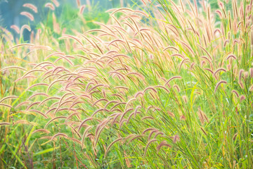 grass field and green summer background in nature