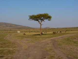 Sticker - Maasai Mara, Kenia, safari