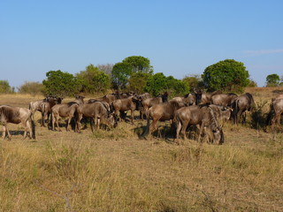 Canvas Print - Maasai Mara, Kenia, safari