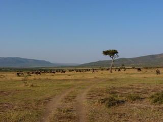 Sticker - Maasai Mara, Kenia, safari