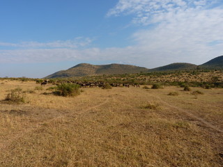 Poster - Maasai Mara, Kenia, safari