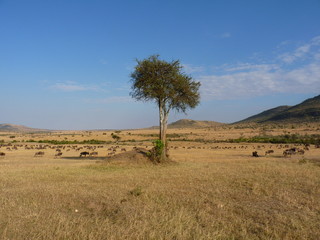 Sticker - Maasai Mara, Kenia, safari