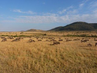 Canvas Print - Maasai Mara, Kenia, safari