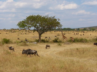 Sticker - Maasai Mara, Kenia, safari