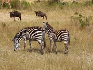 Wall Mural - Maasai Mara, Kenia, safari