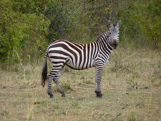 Poster - Maasai Mara, Kenia, safari