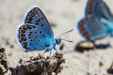 Karner Blue Butterfly  (Polyommatus Icarus) Macro.