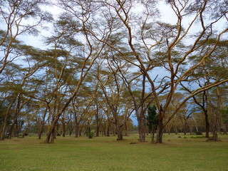 Wall Mural - Naivasha lake, Kenya, safari