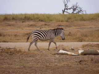 Canvas Print - Amboseli National Park