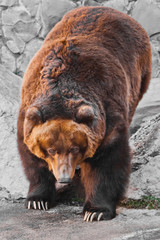 Wall Mural - the bear is entirely, the body of the bear is powerful against the background of stones; the bear is approaching.