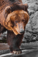 Wall Mural - Muzzle wide close up, huge mug of an animal. Huge powerful brown bear close-up, strong beast on a stone background,