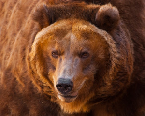 Wall Mural - Muzzle. A portrait of a huge bear in the whole frame, the beast is huge and illuminated by the sun. Huge powerful brown bear