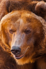 Wall Mural - Muzzle. Huge powerful brown bear close-up, strong beast on a stone background,