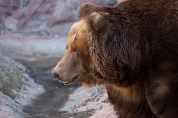 Wall Mural - muzzle bear in profile. Huge powerful brown bear close-up, strong beast on a stone background,