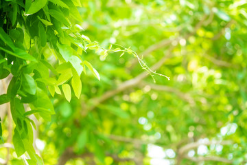 Wall Mural - bokeh blur tree nature background with sunlight on summer. spring season.