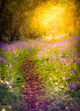 Woodland Path With Bluebells And Colourful Wildflowers In A Forest