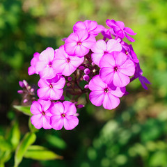 pink phlox in the garden