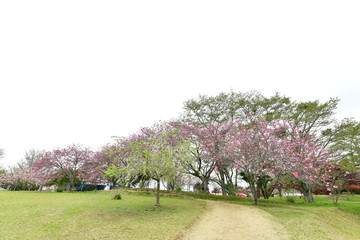 Poster - 静峰ふるさと公園