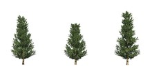 Set Of Fraser Fir Trees - Isolated On A White Background