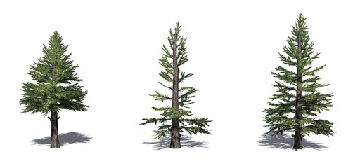 Set of Norway Spruce trees with shadow on the floor - isolated on a white background
