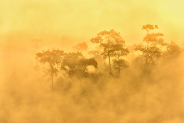 Wall Mural - golden forest with fog and sunlight