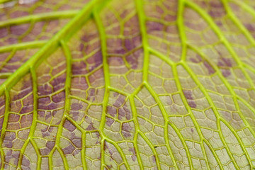 lotus leaf texture closeup