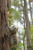 Fototapeta Zwierzęta - Freilebender Koala in Australien
