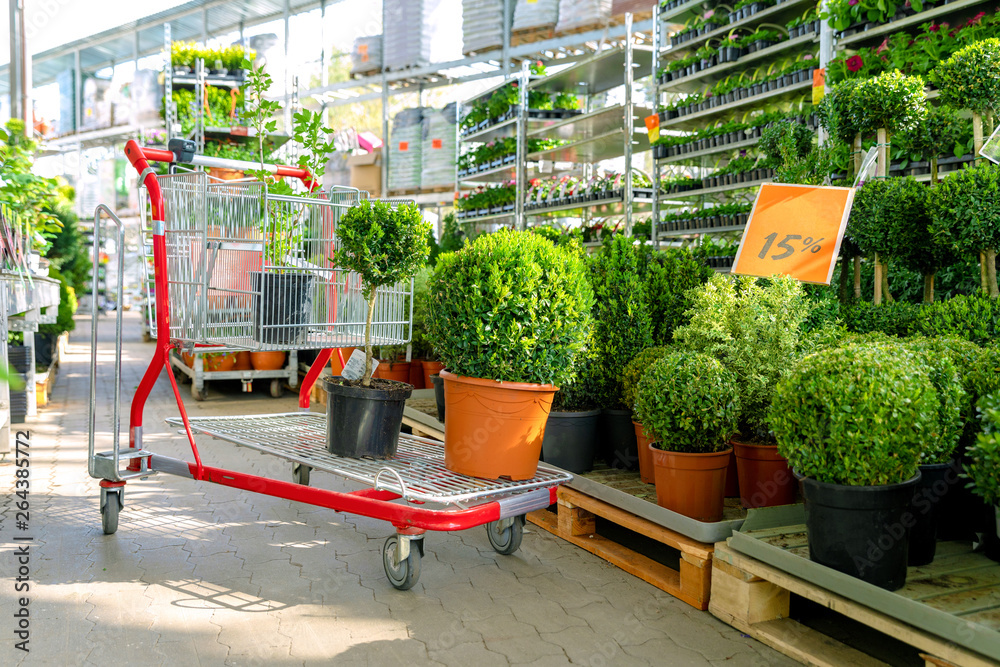 shopping cart with plants at ornamental garden plants store - obrazy, fototapety, plakaty 