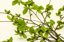 A Group Of Thin Spring Branches Of Hazel With The First Tender Light Green Leaves On A White Background
