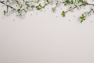 photo of spring white cherry blossom tree on pastel background. View from above, flat lay, copy space. Spring and summer background.