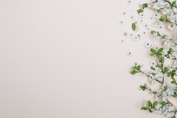 photo of spring white cherry blossom tree on pastel background. View from above, flat lay, copy space. Spring and summer background.