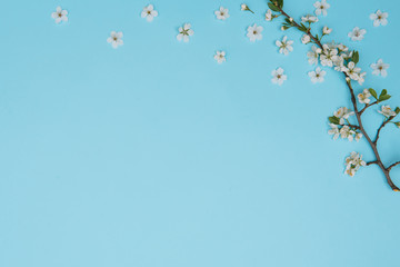 photo of spring white cherry blossom tree on blue background. View from above, flat lay, copy space. Spring and summer background. cherry blossom on a blue background