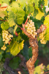 Wall Mural - white grapes on a bright sunny day in a vineyard in Salento, Apulia, Italy