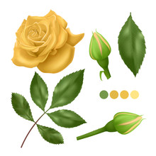 Realistic Yellow Rose On White Background, Leaves, Bud And An Open Flower, Elements For Your Design, Vector EPS 10 Illustration
