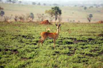 Poster - The oribi (Ourebia ourebi) standing in savanna. Small antelope standing in the savannah after a fire full of freshly green grass.